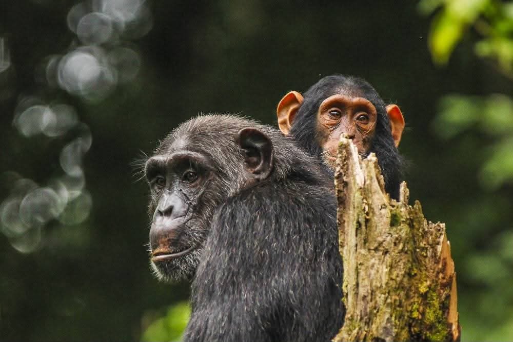 Bwindi Impenetrable National Park