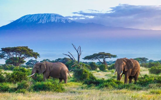 Tazania-Safari