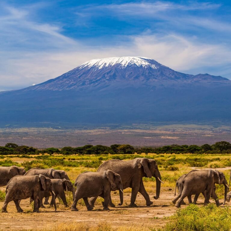 amboseli national park