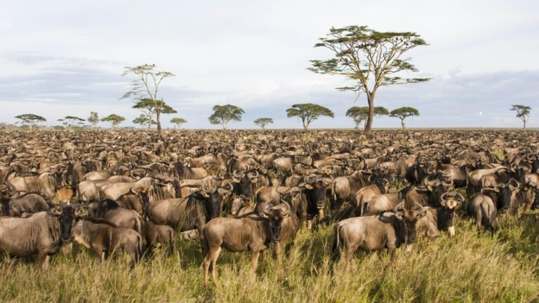 Serengeti National Park
